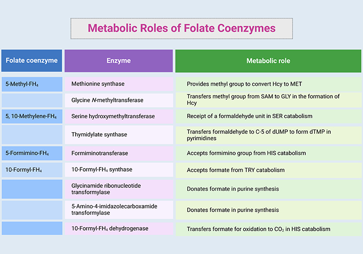 Metabolic Rates of Folate Coenzymes
