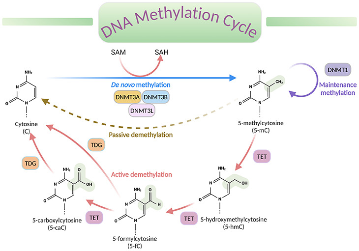 DNA Methylation Cycle