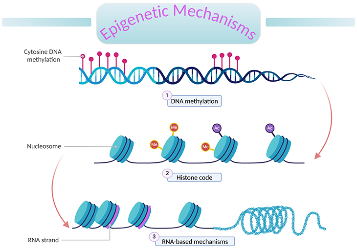 Epigenetics Mechanisms