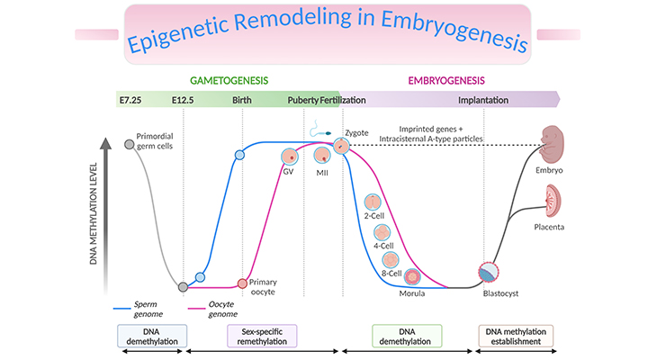 Epigenetic Remodeling in Embryogenesis