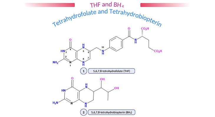 Tetrahydrofolate THF and Tetrahydrobiopterin-BH4