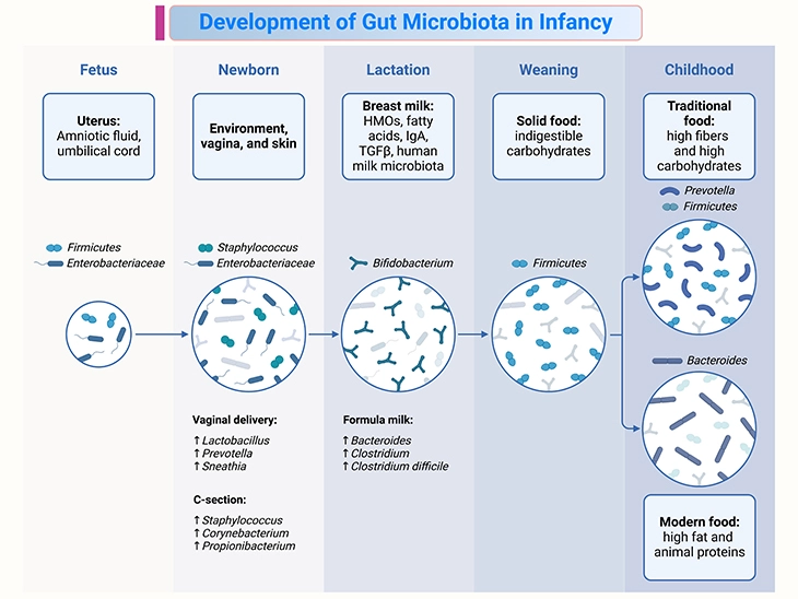 Development of Gut Microbiota in Infancy