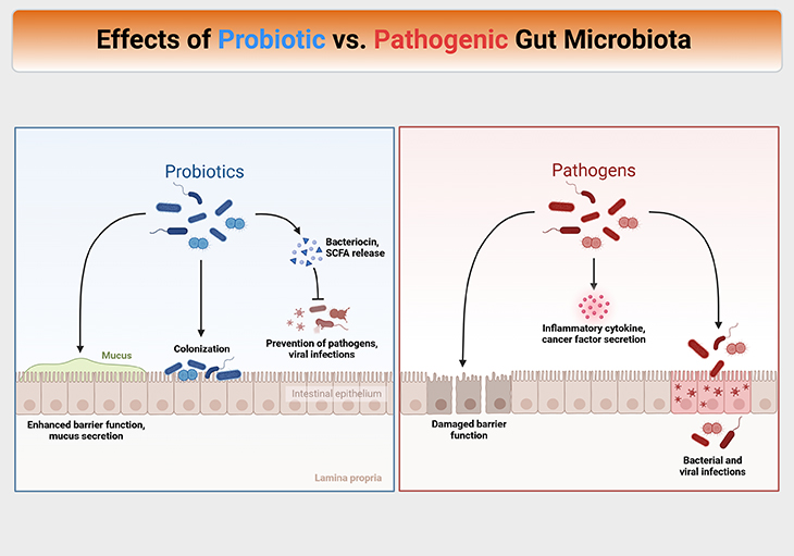 Effects of Probiotic vs. Pathogenic Gut Microbiota