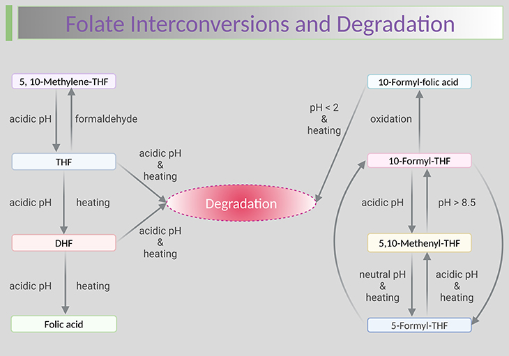Folate Interconversions and Degradation