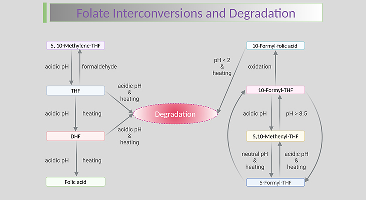 Folate Interconversions and Degradation