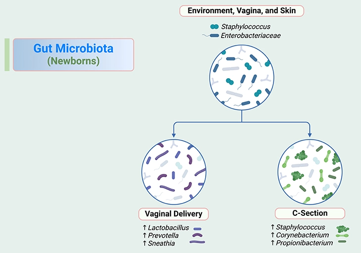 Gut Microbiota - Newborns