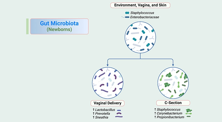 Gut Microbiota - Newborns