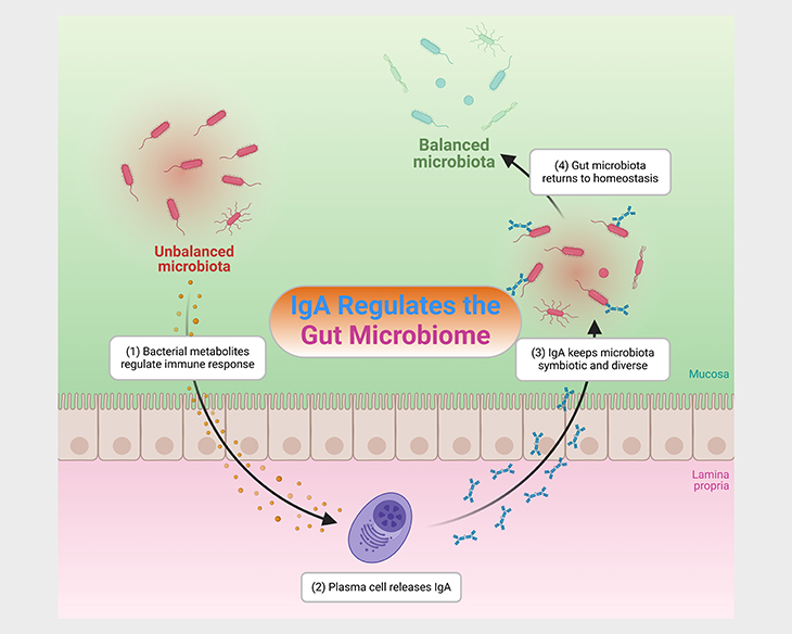 Iga regulates the Gut Microbiome