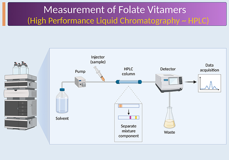 Measurement of Folate Vitamers - High Performance Liquid Chromatography - HPLC