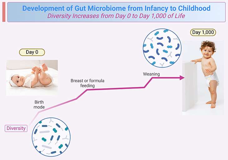 Development of Gut Microbiome from Infancy to Childhood Diversity Increases from Day 0 to Day 1,000 of Life