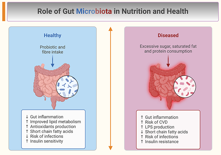 Role of Gut Microbiota in Nutrition and Health