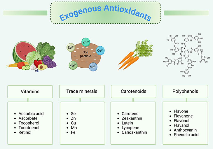 Exogenous Antioxidants