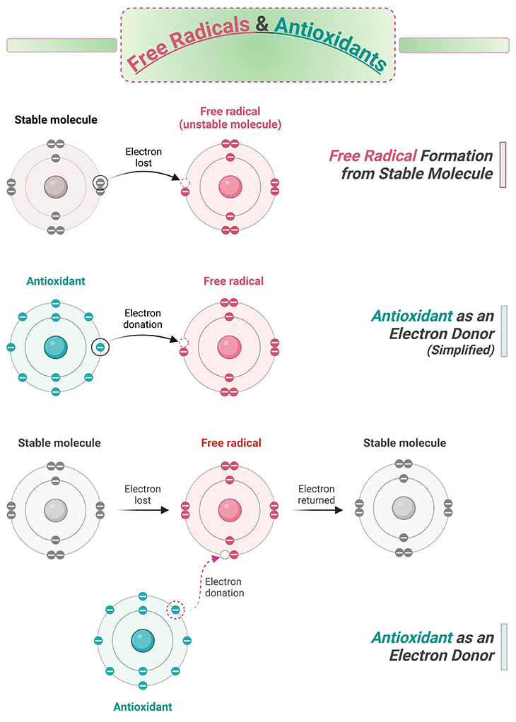 Free Radicals and Antioxidants