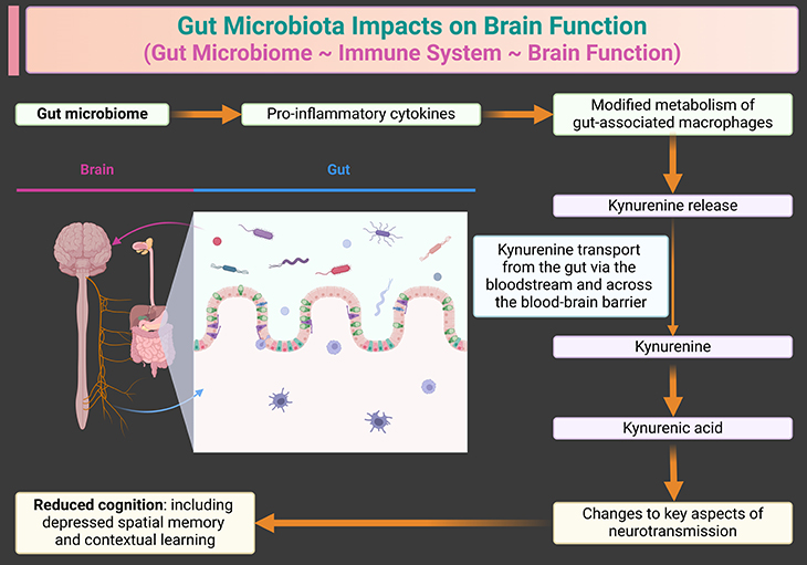 Gut Microbiota Impacts on Brain Function - Gut Microbiome - Immune System - Brain Function