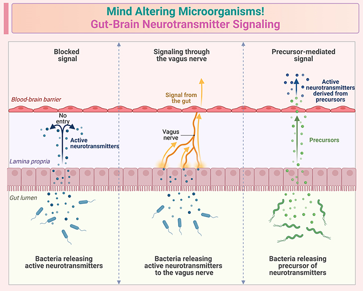 Mind Altering Microorganisms! - Gut-Brain Neurotransmitter Signaling