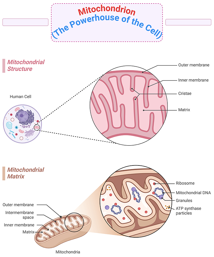 Mitochondrion - The Powerhouse of the Cell