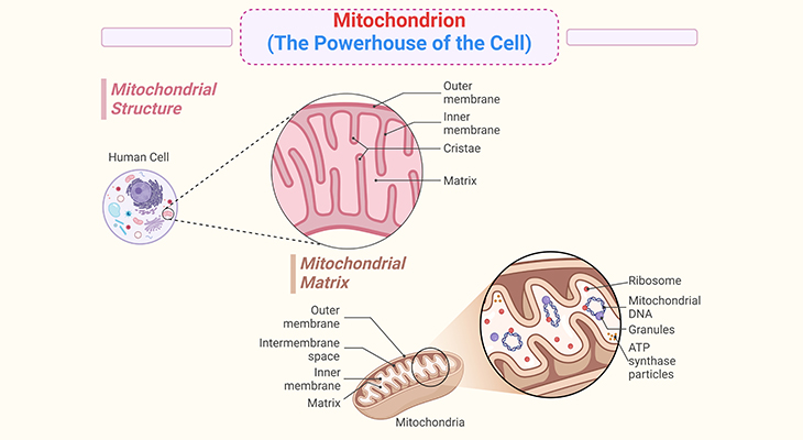 Mitochondrion - The Powerhouse of the Cell