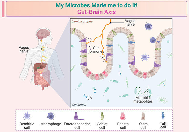 My Microbes Made me to do it! - Gut-Brain Axis