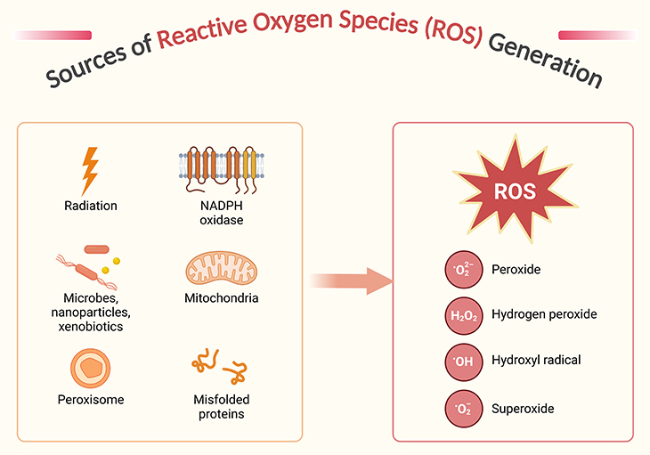 Sources of Reactive Oxygen Species (ROS) Generation