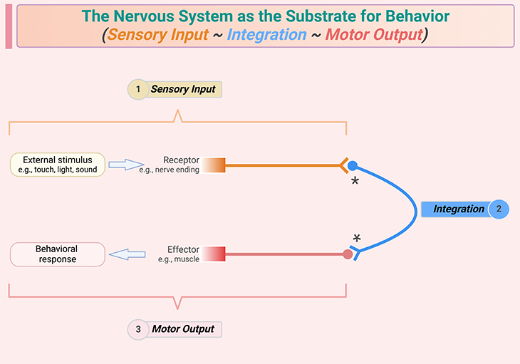 The Nervous System as the Substrate for Behavior - Sensory Input - Integration - Motor Output