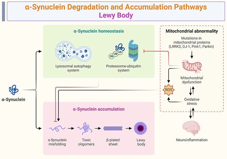 a-Synuclein Degradation and Accumulation Pathways Lewy Body