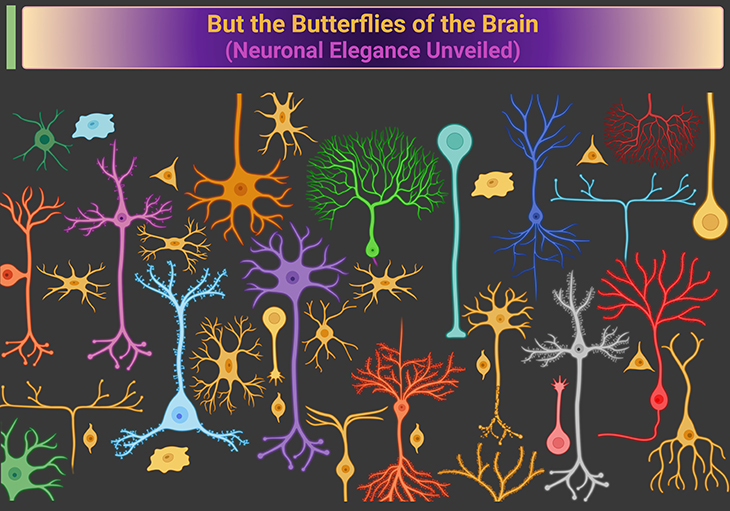 But the Butterflies of the Brain (Neuronal Elegance Unveiled)