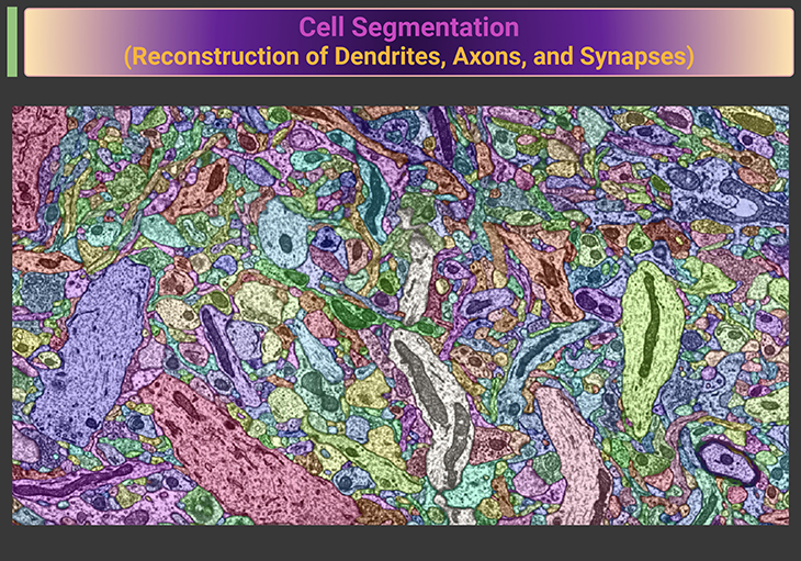 Cell Segmentation (Reconstruction of Dendrites, Axons, and Synapses)