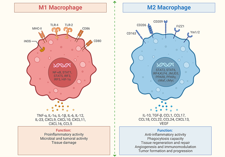 Diagram of M1 Macrophage & M2 Macrophage