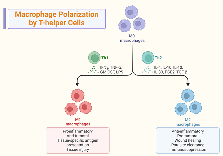 Macrophage Polarization by T-helper Cells