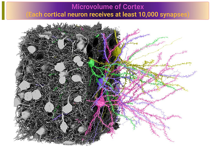 Microvolume of Cortex (Each Cortical Neuron receives at least 10,000 Synapses)