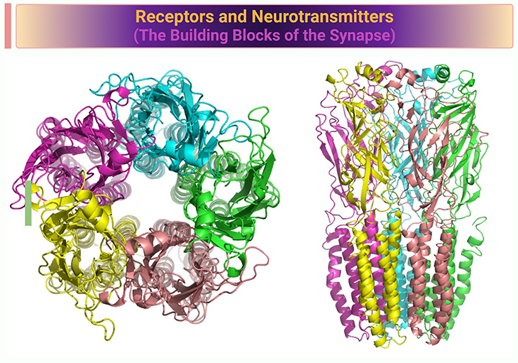 Receptors and Neurotransmitters (The Building Blocks of the Synapse)