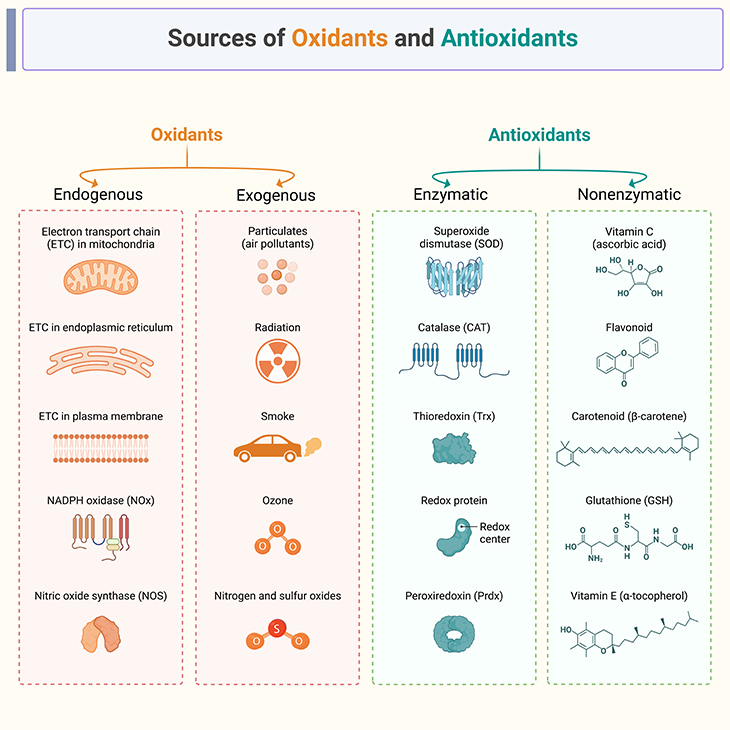 Sources of Oxidants and Antioxidants