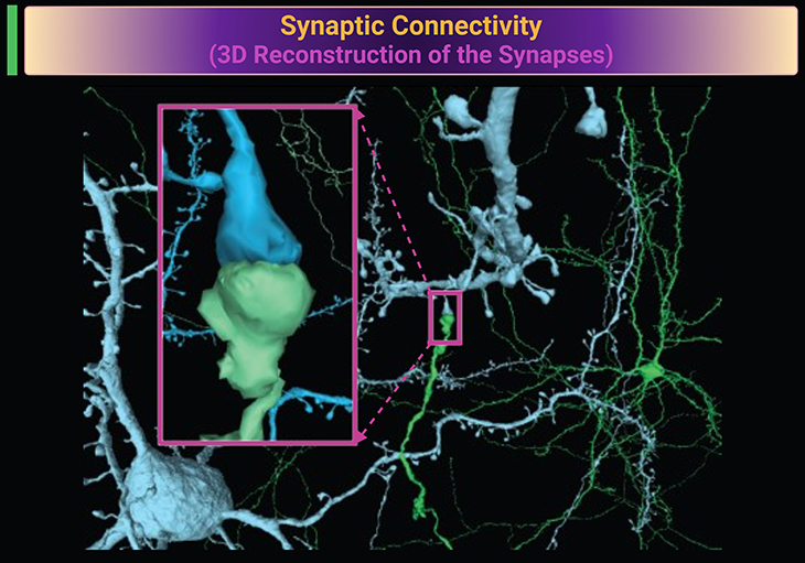 Synaptic Connectivity (3D Reconstruction of the Synapses)