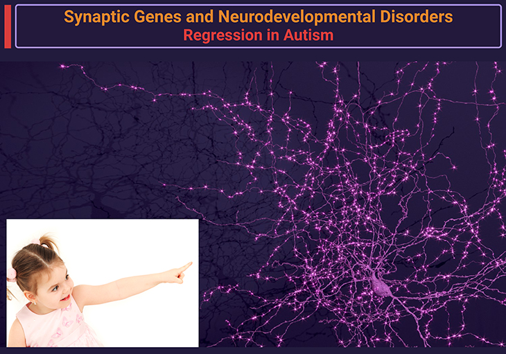 Synaptic Genes and Neurodevelopmental Disorders Regression in Autism