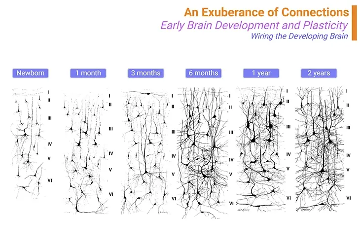 An Exuberance of Connections - Early Brain Development and Plasticity