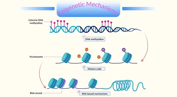 Epigenetics Mechanisms