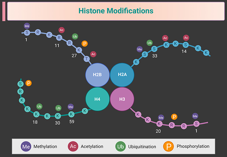 Histone Modifications