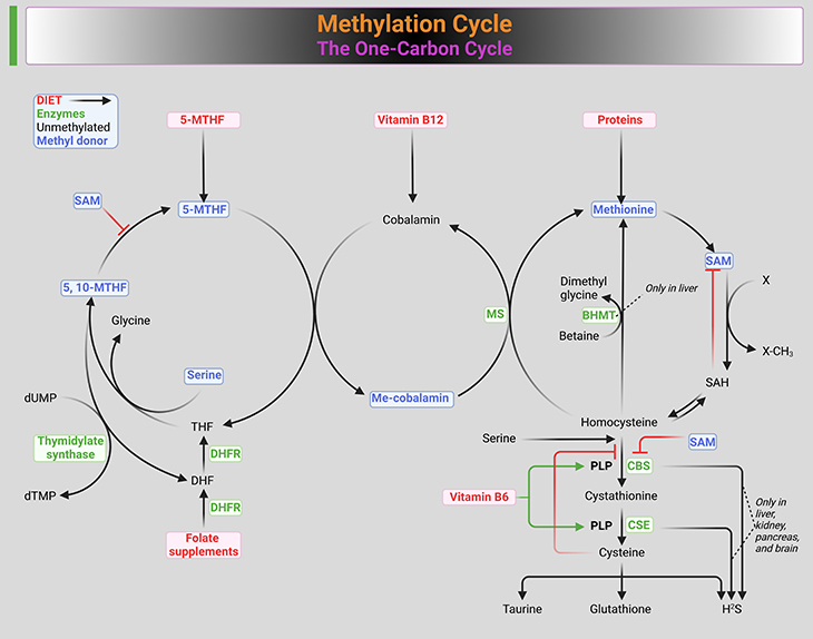 Methylation Cycle The One-Carbon Cycle