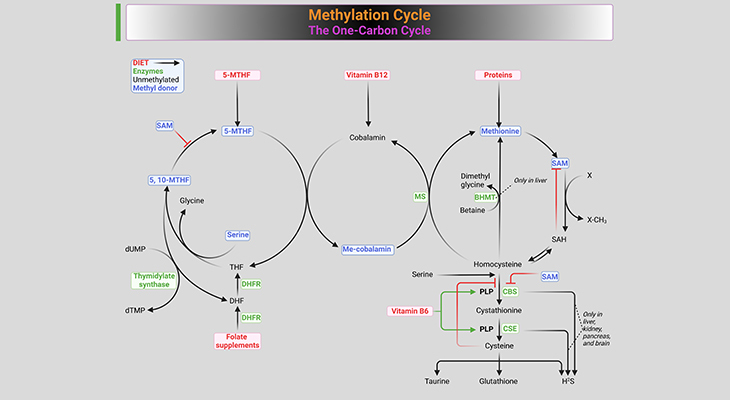 Methylation Cycle The One-Carbon Cycle