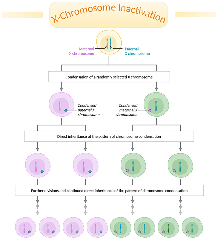 X-Chromosome Inactivation