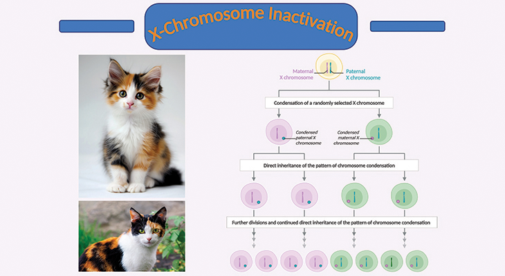 X-Chromosome Inactivation