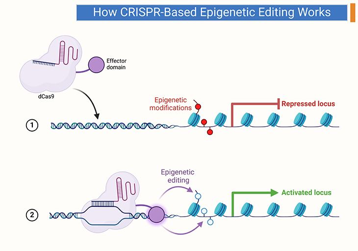 How CRISPR-Based Epigenetic Editing Works