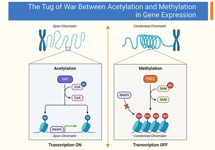 The Tug of War Between Acetylation and Methylation in Gene Expression