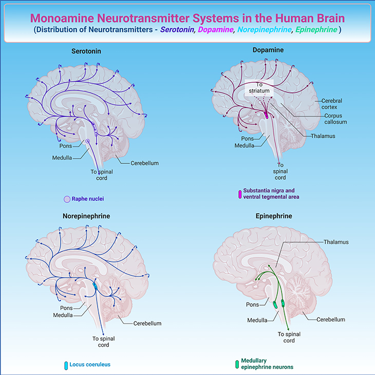 Monoamine Neurotransmitter Systems in the Human Brain - Distribution of Neurotransmitters - Serotonin, Dopamine, Norepinephrine, Epinephrine