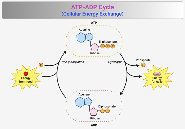 ATP - ADP Cycle - Cellular Energy Exchange