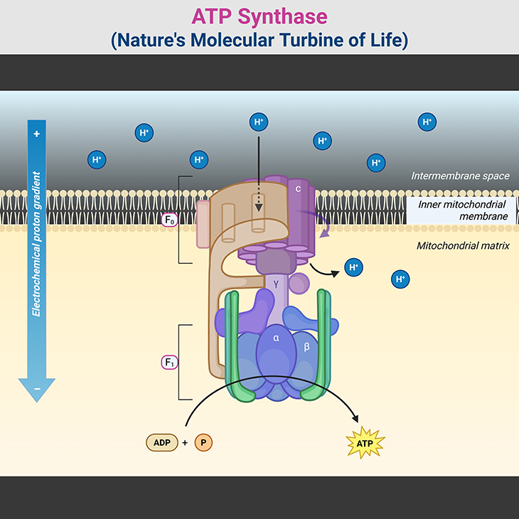 ATP Synthase - Nature's Molecular Turbine of Life