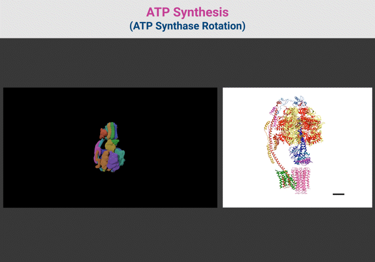 ATP Synthesis - ATP Synthase Rotation