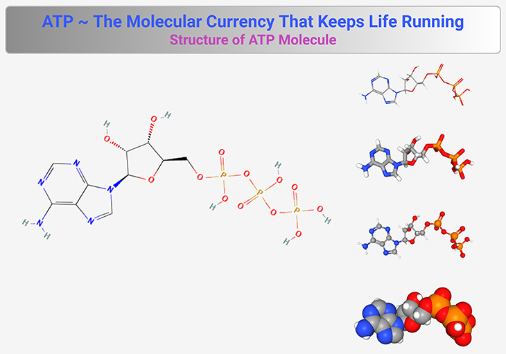 ATP ~ The Molecular Currency that Keeps Life Running - Structure of ATP Molecule