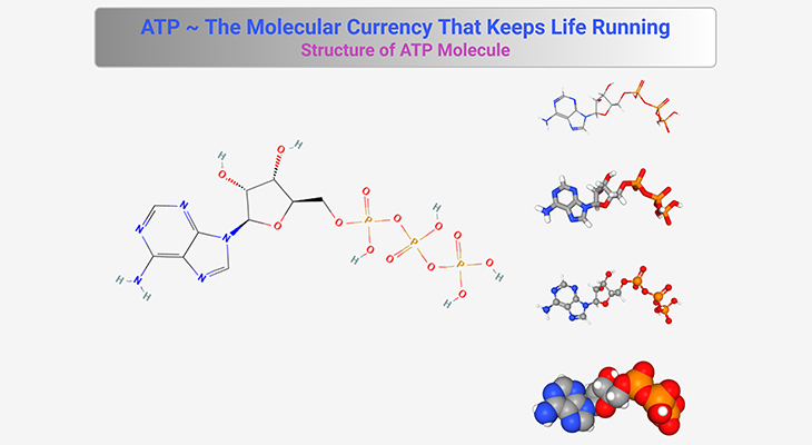ATP ~ The Molecular Currency that Keeps Life Running - Structure of ATP Molecule