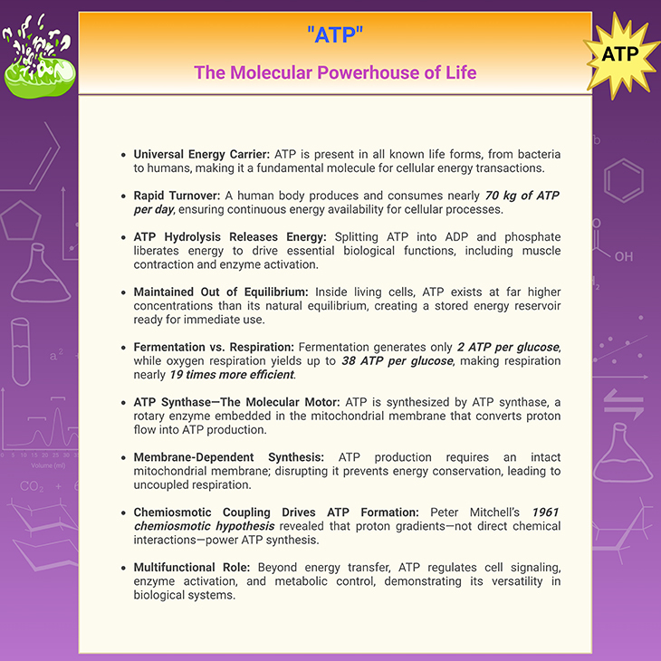 ATP - The Molecular Powerhouse of Life